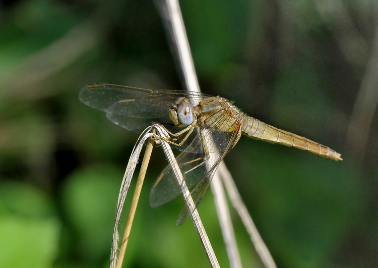 Orthetrum brunneum femmina? no, Crocothemis